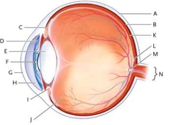 Identify each lettered part of the human eye shown.   -vitreous humour