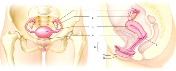 Figure 44-1   -In Figure 44-1, which numbers refer to the structures included in the vulva? A)  5 and 6 only B)  5 and 8 only C)  6 and 7 only D)  7 and 8 only 
