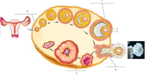 Figure 44-2   -In Figure 44-2, what structure is indicated by number 2? A)  the third polar body B)  the first polar body C)  the expelled body D)  the Barr body 