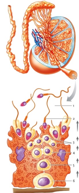 Figure 44-3   -In Figure 44-3, what number indicates the cell that is the spermatogonium? A)  6 B)  4 C)  3 D)  2 