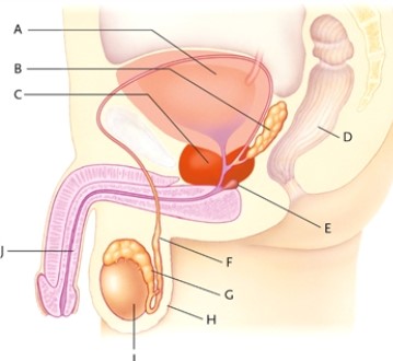 Identify each labelled part of the illustration.   -urethra