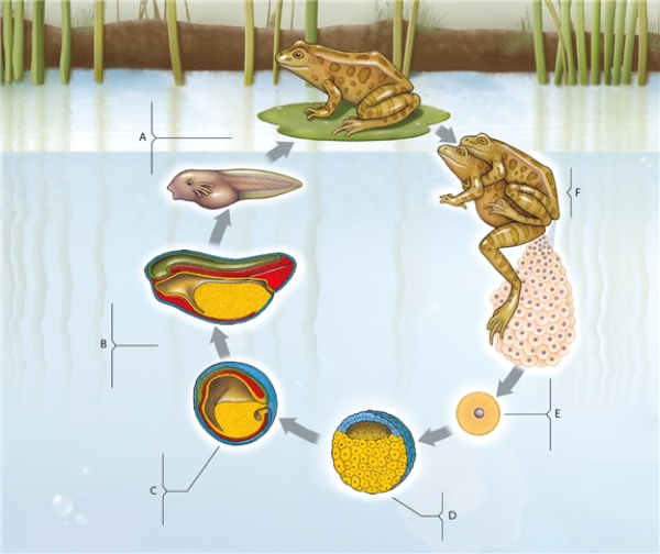 Identify each labelled part of the illustration.   -development into adult