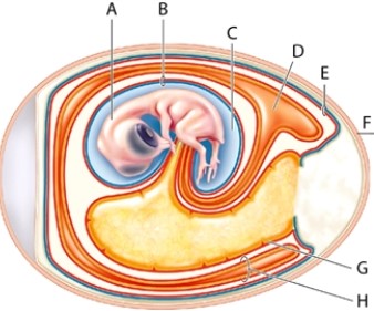 Identify each labelled part of the illustration.   -amniotic cavity