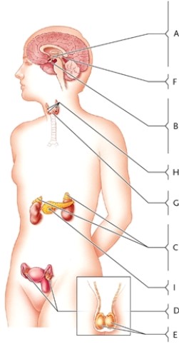 Select a term or phrase from the numbered list to correspond to each labelled endocrine gland in the illustration. The terms and phrases in the numbered list may be used more than once.   -ADH production