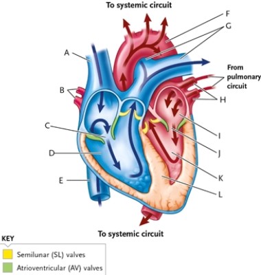 Identify the following structures on the picture.   -valve (two valves are labelled)