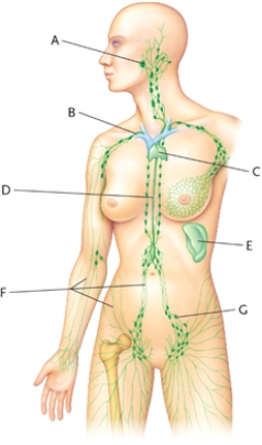 Identify the following structures on the picture.   -spleen