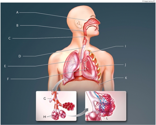 Use the list of terms to identify each lettered structure in the diagram of the human respiratory system. Write your answers in the spaces provided.   Identify structure A: Identify structure B: Identify structure C: Identify structure D: Identify structure E: Identify structure F: Identify structure G: Identify structure H: Identify structure I: Identify structure J: Identify structure K: Identify structure L: