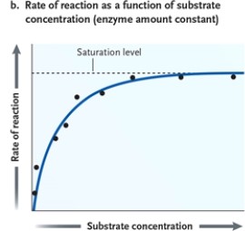 Figure 3-1   -What does it mean when an enzyme is saturated? A)  It means the enzymes need more reactants. B)  It means the enzymes have sufficient reactants available for optimal activity. C)  It means the enzymes cannot continue to catalyze the reaction. D)  It means the reaction is at equilibrium. 