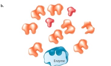 Figure 3-2   -Which sentence best describes the process of competitive inhibition? Refer to Figure 3-2. A)  The inhibitor binds and directly blocks the active site of the enzyme. B)  The products of the reaction block the active site of the enzyme. C)  The substrate and cofactors compete for the active site. D)  The inhibitor binds to a site other than the active site of the enzyme and blocks enzyme activity indirectly. 