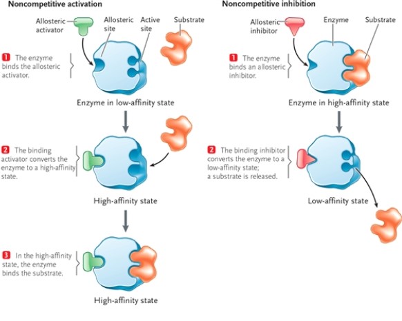 Figure 3-3   -Refer to Figure 3-3. What does it mean when an enzyme has an allosteric activator? A)  The product of the enzyme, or another downstream product, will bind to the enzyme at a site other than the active site and inhibit enzyme activity. B)  The product of the enzyme, or another downstream product, will bind to the enzyme at the active site and stimulate enzyme activity. C)  The product of the enzyme, or another downstream product, will bind to the enzyme at a site other than the active site and stimulate enzyme activity. D)  The product of the enzyme, or another downstream product, will bind to the enzyme at the active site and inhibit enzyme activity. 