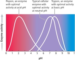 Figure 3-5   -According to the graph in Figure 3-5, what is the optimal pH for enzyme 1? A)  2 B)  3 C)  4 D)  5 