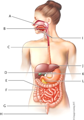 Use the list of terms to identify each lettered item in the diagram of the digestive system.   -small intestines