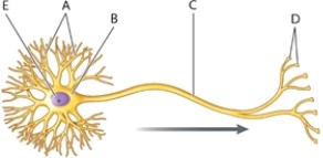 Figure 38-1   -In the diagram of a neuron in Figure 38-1, what is part B? A)  the axon terminal B)  the cell body C)  the glial cell D)  the axon 