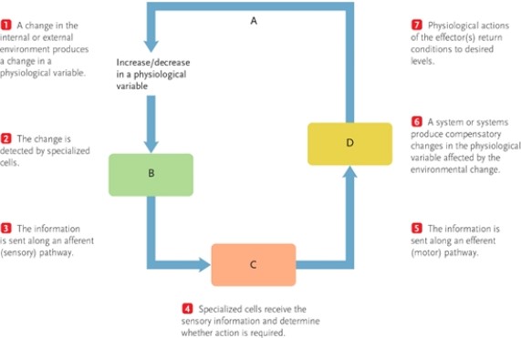 Figure 38-2   -In Figure 38-2, how would you identify negative feedback component B? A)  as an effector B)  as a stimulus C)  as a response D)  as a sensor 