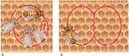 Figure 32-2   -In Figure 32-2, what does the bee do if the food source being communicated about is close to the hive? A)  The bee performs the waggle dance, which is image A. B)  The bee performs the round dance, which is image A. C)  The bee performs the waggle dance, which is image B. D)  The bee performs the round dance, which is image B. 