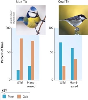Figure 32-3   -What does Figure 32-3 illustrate? A)  Habitat preference in both blue tits and coal tits is innate. B)  Habitat preference in blue tits is learned but in coal tits it is innate. C)  Habitat preference in both blue tits and coal tits is learned. D)  Blue tits instinctively prefer pine trees while coal tits instinctively prefer oak trees. 