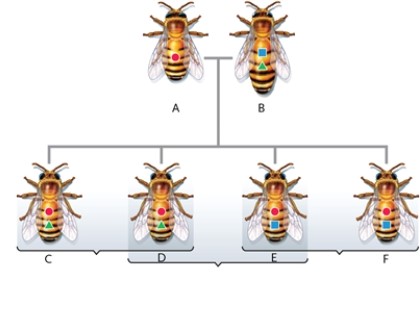 Figure 32-4   -In Figure 32-4, why do bees C and D differ from bees E and F? A)  because bees C and D had a different mother than bees E and F B)  because bees C and D inherited different alleles form their mother than did bees E and F C)  because bees C and D inherited different alleles form their father than did bees E and F D)  because bees C and D are haploid drones while bees E and F are diploid female workers 