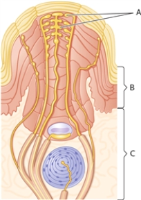 Use the illustration below to answer the following questions.   -Which label on the graph represents the sensory nerve terminals on the Eimer's organ of the star-nosed mole?
