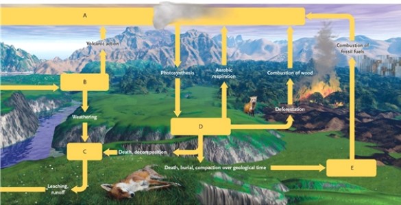 Match the term that corresponds to the appropriate lettered box in the image.   -terrestrial food webs