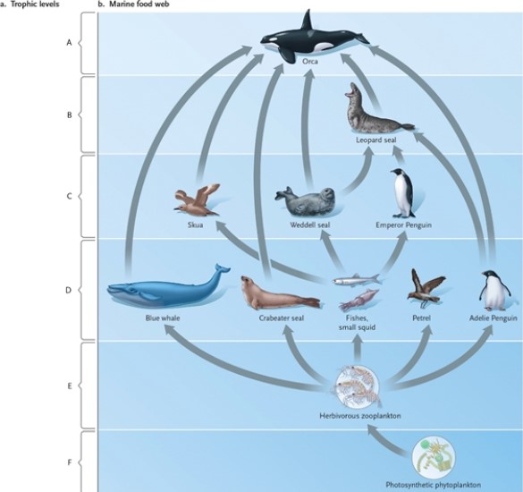 Use the terms in the list to identify each lettered portion of the food web.   -top carnivore