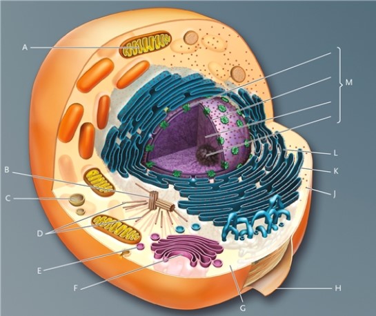 In this drawing of a eukaryotic animal cell, identify the cellular structures indicated.   -attached ribosomes