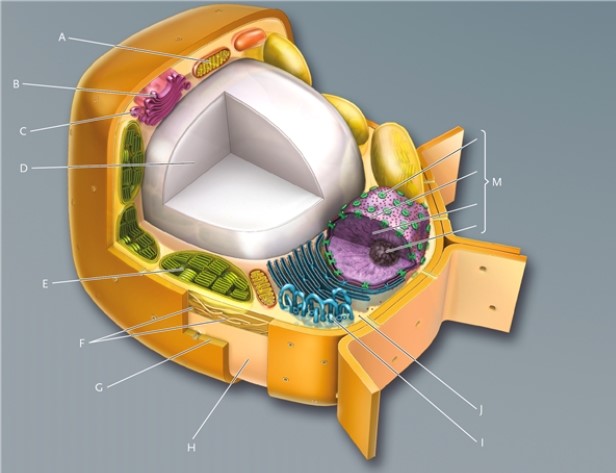 In this drawing of a eukaryotic plant cell, identify the cellular structures indicated.   -free ribosomes