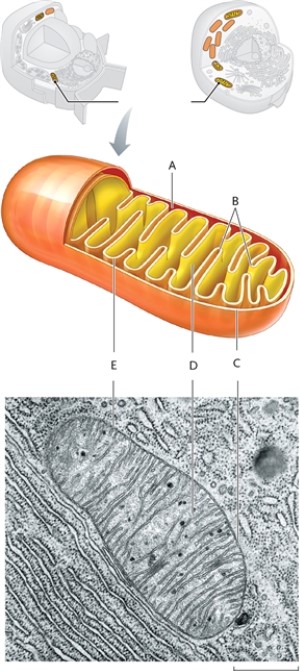 In this drawing of a mitochondrion, identify the structures indicated.   -inner mitochondrial membrane