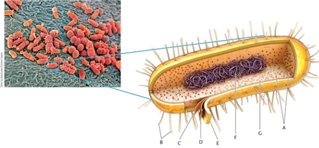 In this drawing of a prokaryotic cell, identify the cellular structures indicated.   -pili