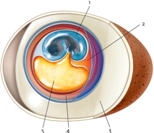 Figure 27-1   -In Figure 27-1, what is the item labelled number 3? A)  the albumin B)  the yolk sac C)  the amnion D)  the chorion 