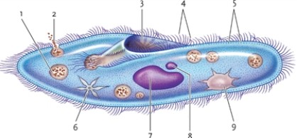Figure 24-1   -In Figure 24-1, what are the structures labelled as number 4? A)  the pili B)  the flagella C)  the cilia D)  the pellicles 