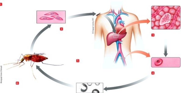 Figure 24-2   -In Figure 24-2, what process is occurring in step 1? A)  fusion B)  mitosis C)  meiosis D)  fertilization 