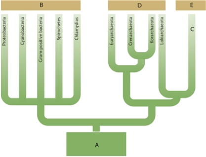 Figure 23-2 -In The Phylogenetic Tree In Figure 23-2, Which Branch ...