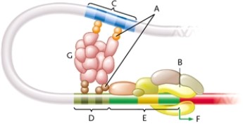 Identify each labelled part of this illustration of eukaryotic DNA.   -transcription initiation site