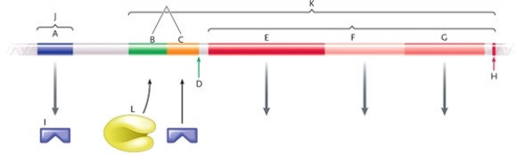 Identify each labelled part on the illustration of the Lac operon.   -operator