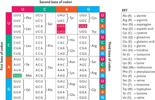 Genetic Code Table | Biology+