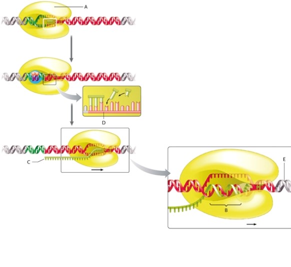 Transcription Diagram   -In the transcription diagram, what is the name of item E? A)  DNA double helix B)  template DNA strand C)  RNA-DNA hybrid D)  complementary DNA strand 