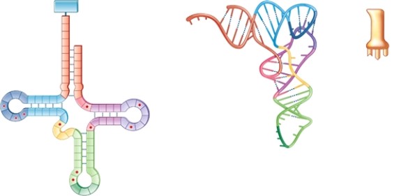 Figure 12-1   -What does the structure in Figure 12-1 represent? A)  a molecule of tRNA B)  a molecule of snRNA C)  a molecule of mRNA D)  a molecule of pre-mRNA 