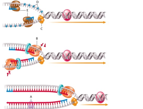 Figure 11-2   -In Figure 11-2, what does the structure labelled D represent? A)  single-stranded binding protein B)  DNA ligase C)  primase D)  helicase 