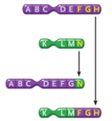 Figure 10-1   -In Figure 10-1, what type of change in the chromosomes is depicted? A)  an inversion B)  a deletion C)  a reciprocal translocation D)  a duplication 
