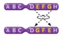 Figure 10-2   -In Figure 10-2, what type of change in the chromosomes is depicted? A)  a reciprocal translocation B)  a duplication C)  an inversion D)  a deletion 