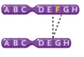 Figure 10-4   -In Figure 10-4, what type of change in the chromosomes is depicted? A)  an inversion B)  a deletion C)  a reciprocal translocation D)  a duplication 