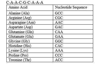 What is the amino acid sequence of the codons?   A)  Gln-Arg-Lys B)  Lys-Gly-Asn C)  Glu-Gly-Lys D)  Asn-Ala-Pro