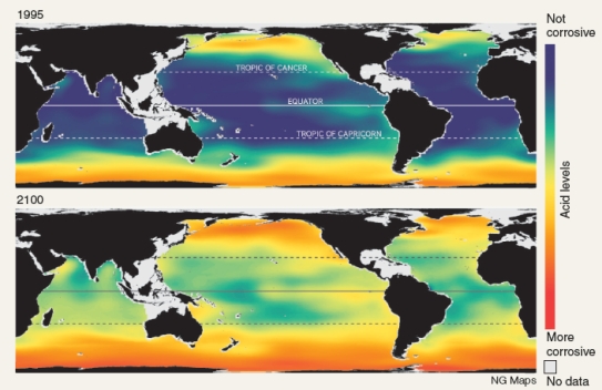 The computer models below show acidity of ocean waters in 1995 and 2100. What can be interpreted from the models about ocean acidification?   1. Plant and animals in the Arctic and Antarctic are likely to be the first and also the most affected by ocean acidification. 2. Since coral reefs are susceptible to acid bleaching, if water acidity around the equator increases as projected then coral reefs will be affected. A) 1 B) 2 C) Both 1 and 2 can be interpreted from the models. D) There is not sufficient information in these models for them to be interpreted.