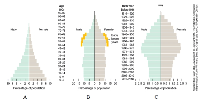 What conclusions can be drawn about the populations shown in the age structure pyramids below?   A) The populations are likely to increase in size in the near future. B) The elderly people are dying more quickly than in the past. C) Fertility rates in these countries are high. D) The populations are in either slow or zero growth and thus quite stable.