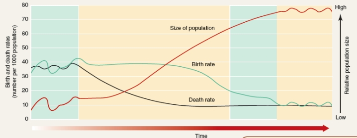 During which of the four stages of demographic transition shown below does the population grow the most rapidly?       A) Industrial B) Preindustrial C) Postindustrial D) Transitional