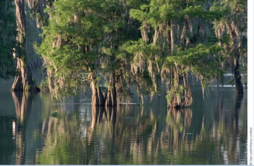 What kind of ecosystem is pictured here?   A) Fresh water lake B) Freshwater swamp C) Salt marsh D) Tropical rainforest