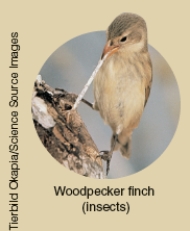 Which of the following ecological concepts is illustrated by Darwin's Finches as shown below?         A) Ecological succession B) Comparative anatomy C) Co-evolution D) Resource partitioning
