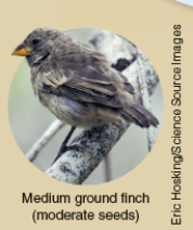 Which of the following ecological concepts is illustrated by Darwin's Finches as shown below?         A) Ecological succession B) Comparative anatomy C) Co-evolution D) Resource partitioning