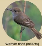 Which of the following ecological concepts is illustrated by Darwin's Finches as shown below?         A) Ecological succession B) Comparative anatomy C) Co-evolution D) Resource partitioning