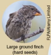 Which of the following ecological concepts is illustrated by Darwin's Finches as shown below?         A) Ecological succession B) Comparative anatomy C) Co-evolution D) Resource partitioning